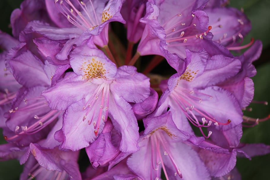 flowers, blooming, bees, spring, plants, pollen, garden, botanical HD wallpaper