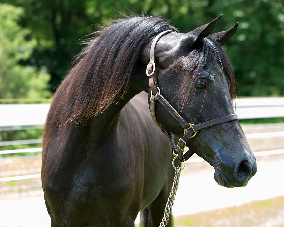 Photo of Black Horse, animal, bridle, domestic animal, equine, HD wallpaper