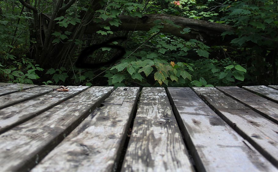 canada, matane, forest, leaves, bridge, walk, trees, nature HD wallpaper