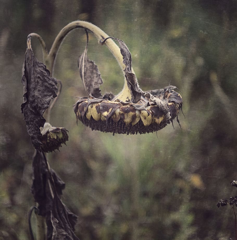 dried flower, focus on foreground, no people, day, animal, tree HD wallpaper