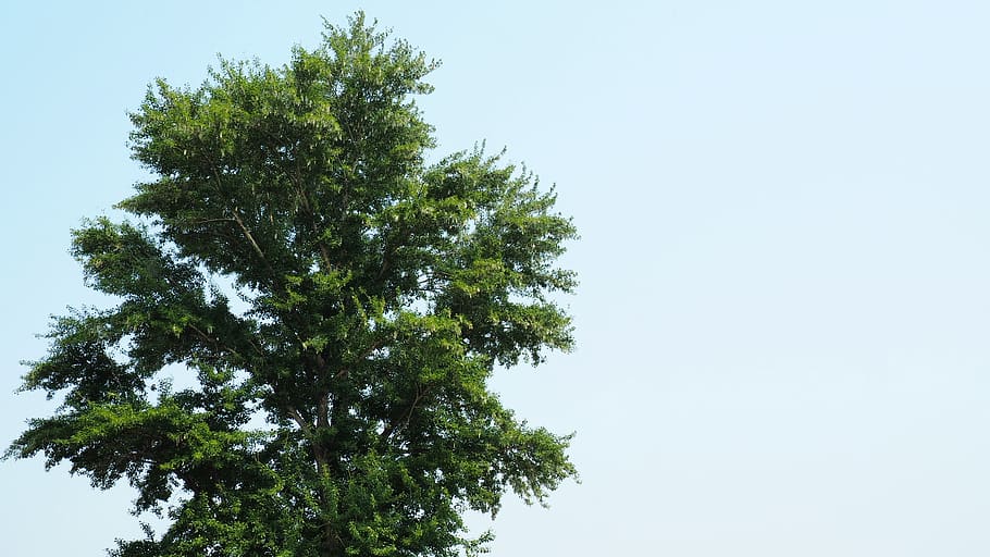 plant, tree, sky, low angle view, growth, clear sky, beauty in nature HD wallpaper