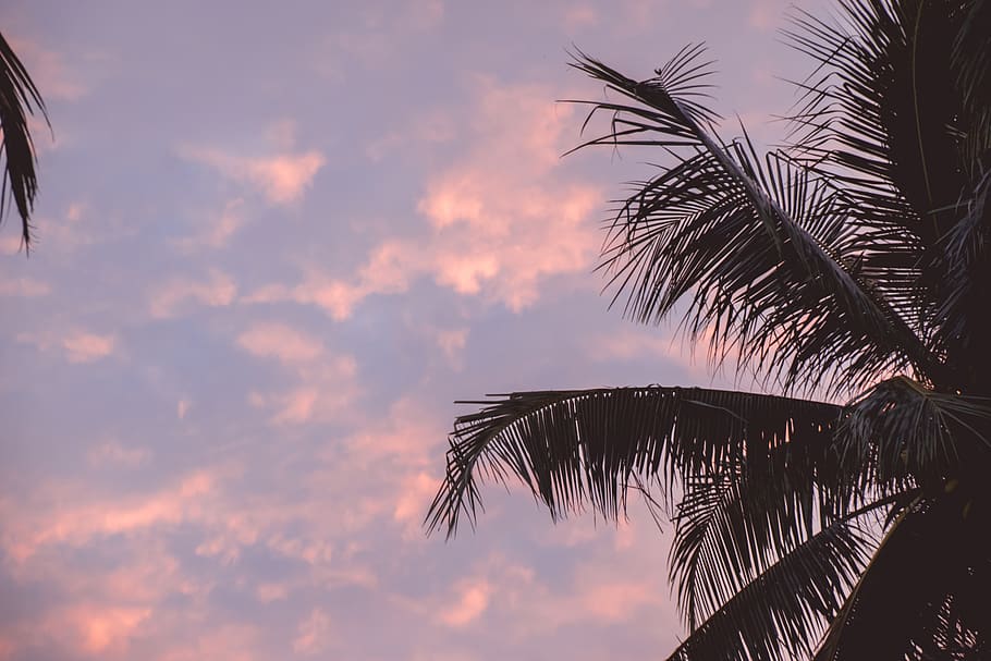 palm tree, arecaceae, plant, philippines, outdoors, tropical HD wallpaper