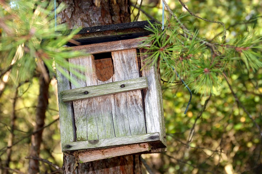 aviary, incubator, nesting box, nesting place, einflugloch, HD wallpaper