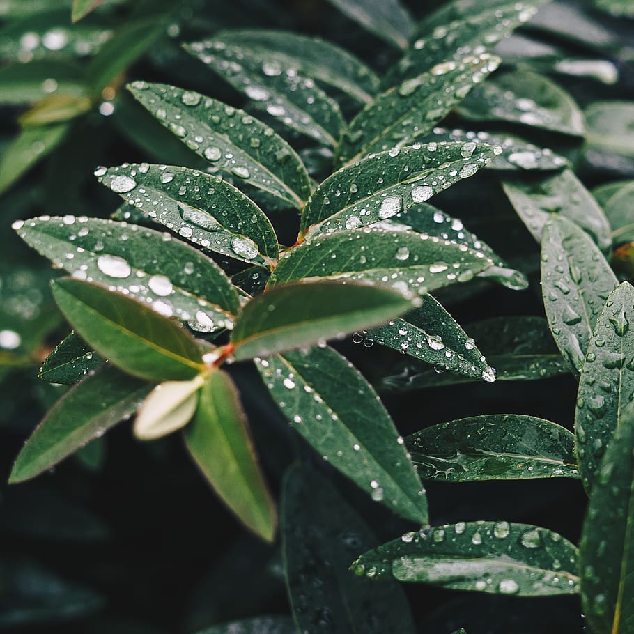 green, leaf, plant, nature, wet, rain, water, drops, plant part HD wallpaper