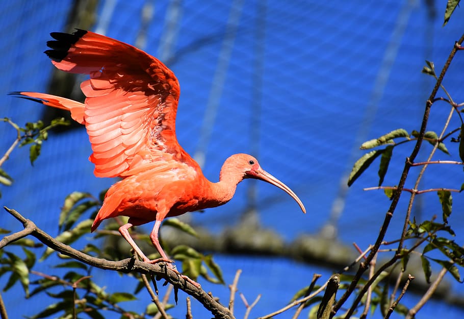 ibis, eudocimus ruber, scarlet ibis, red ibis, plumage, zoo, HD wallpaper