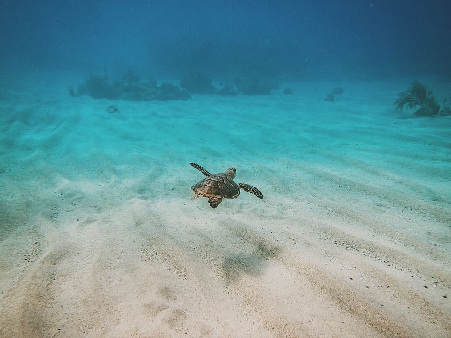 guantánamo bay, underwater, ocean, swimming, sea turtle, nature, HD wallpaper
