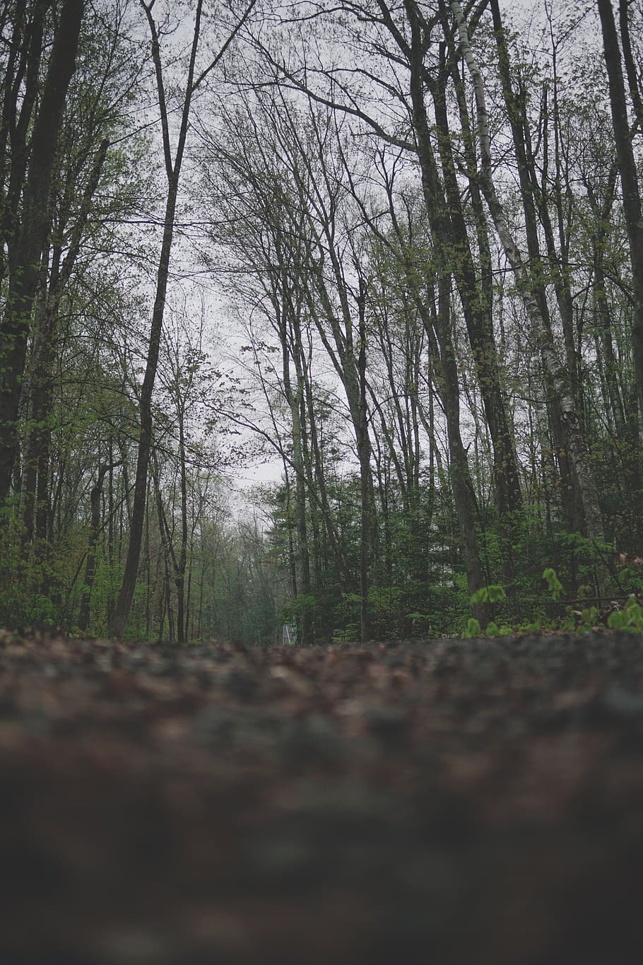 tree, plant, forest, land, tranquility, direction, the way forward HD wallpaper