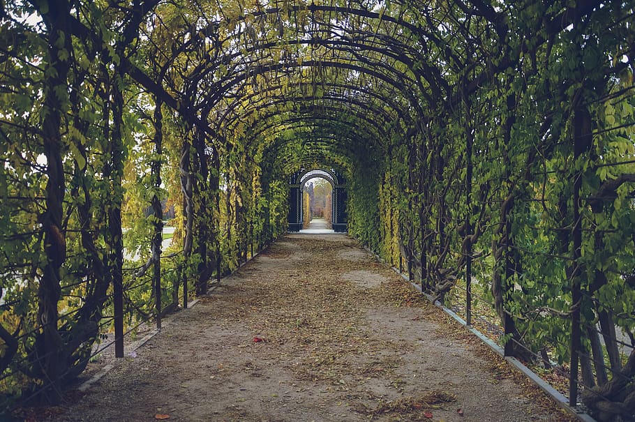 Arc Surrounded With Green Grasses, bindweed, corridor, foliage HD wallpaper