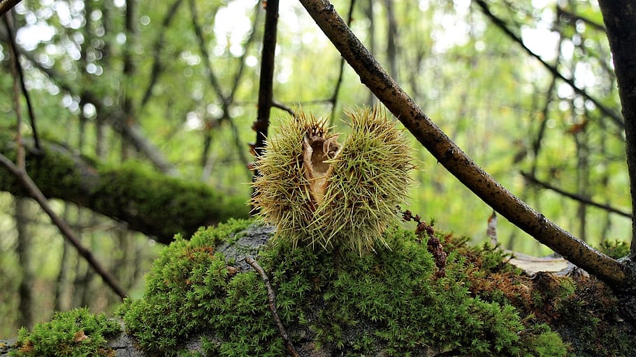 france, isere, plant, tree, growth, focus on foreground, nature HD wallpaper