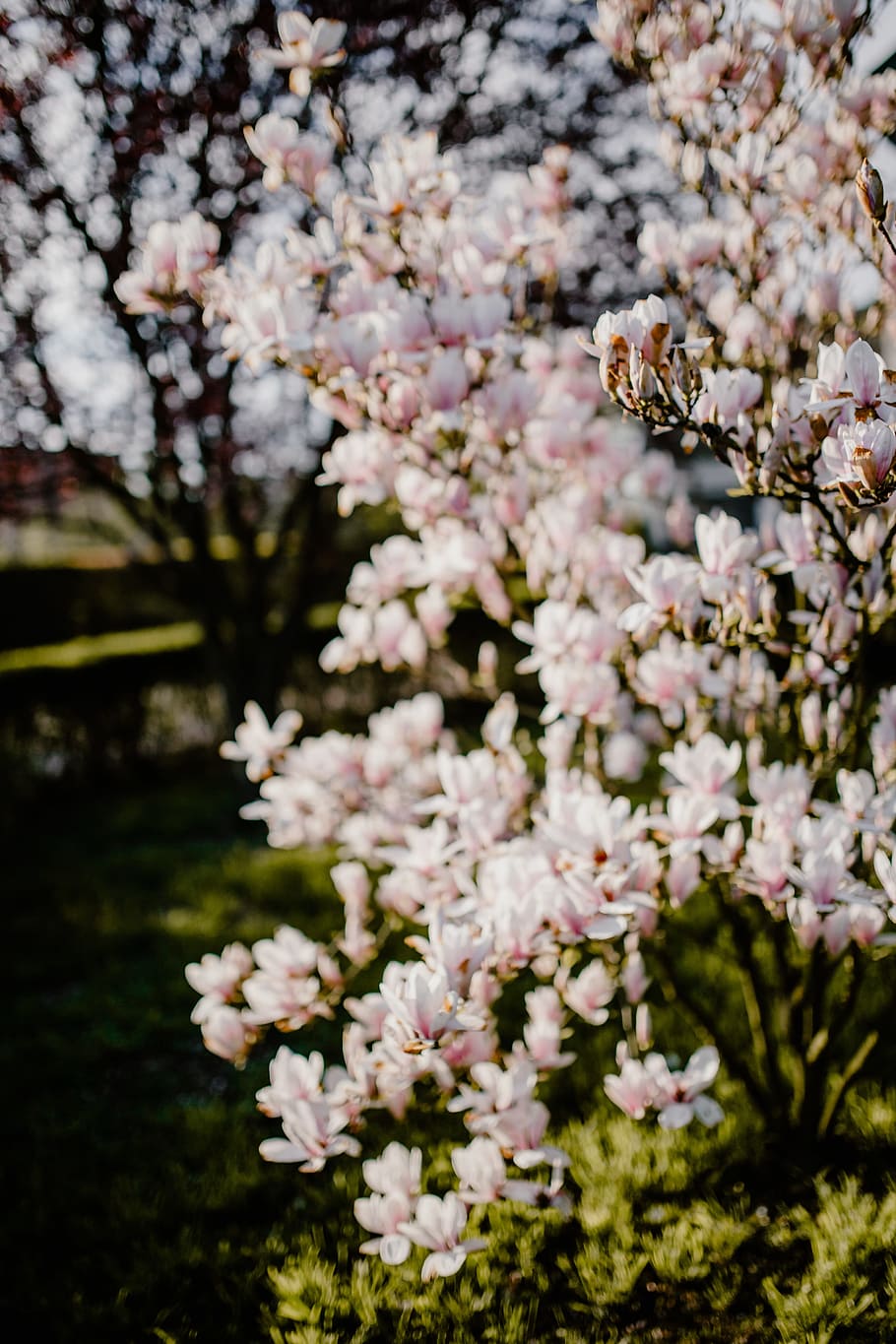 Magnolia tree in bloom, flowers, garden, lovely, floral, pink, HD wallpaper