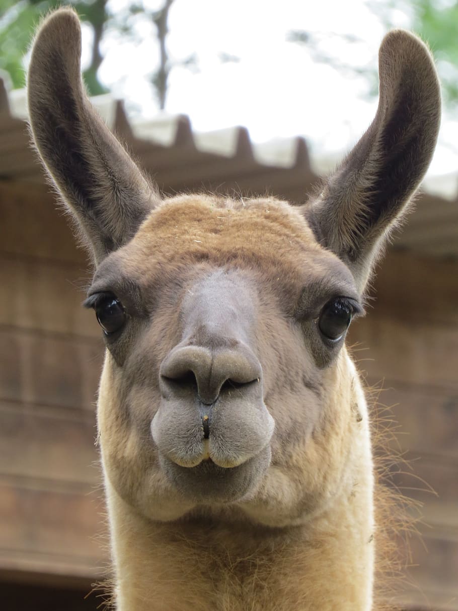 HD wallpaper: zoo, lama, animal, head, brown, face, ears, close up ...