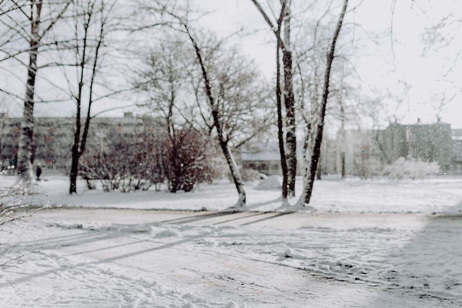 Wintery Park, white, clean, outdoor, trees, cold, snow, snowy HD wallpaper