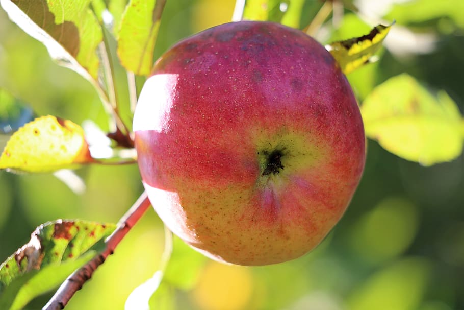 apple, red, green, fruit, fresh, delicious, tasty, vitamin HD wallpaper