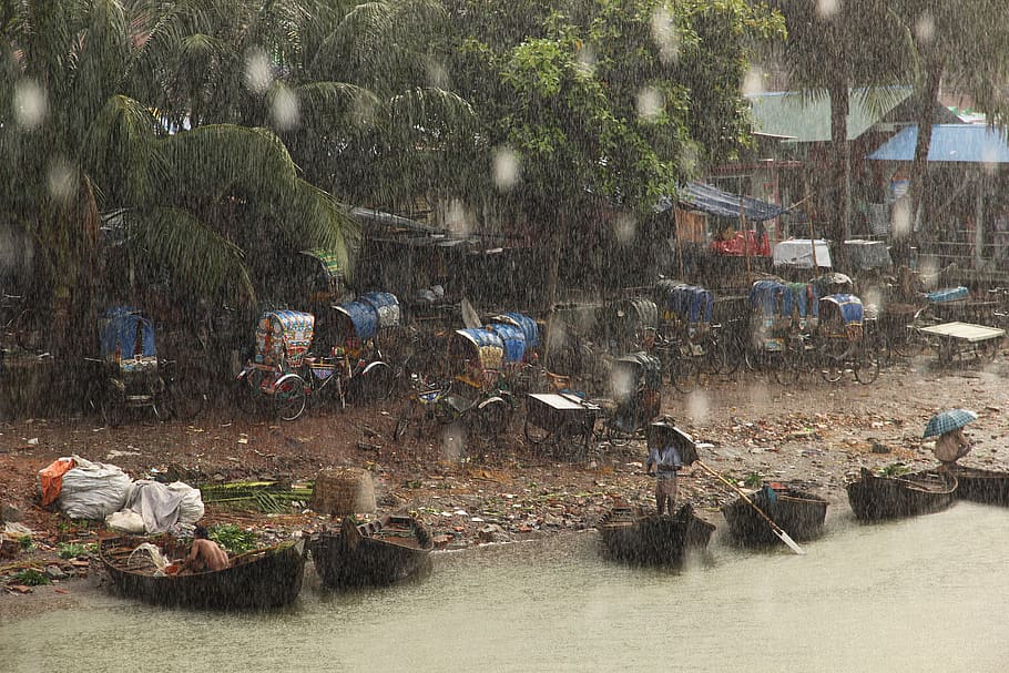 rain, water, real people, tree, group of people, nature, day HD wallpaper