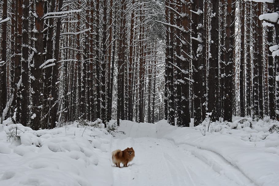 forest, snow, pine, winter, landscape, frost, forests, cold HD wallpaper