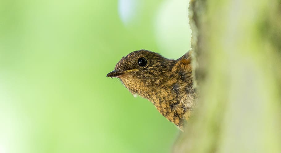 macro shot of brown bird on tree branch, animal, agelaius, blackbird, HD wallpaper