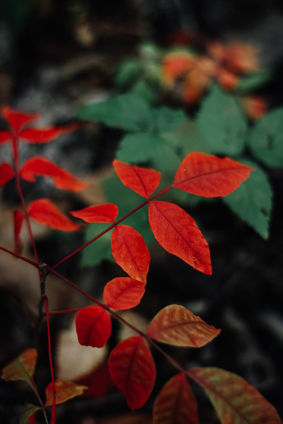 bright, red, orange, colors, fall, life, new, change, autumn HD wallpaper
