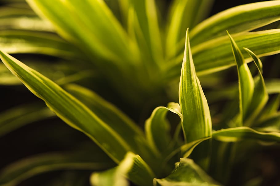 yellow, green, leaf, leaves, spider, plant, young, green color HD wallpaper
