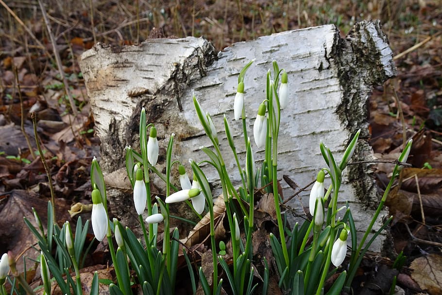 spring, early bloomer, flowers, snowdrop, leaves, birch bark HD wallpaper