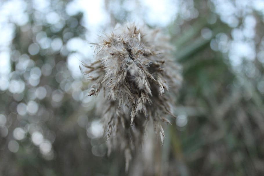 grain, wheat, bookeh, plant, close-up, focus on foreground HD wallpaper