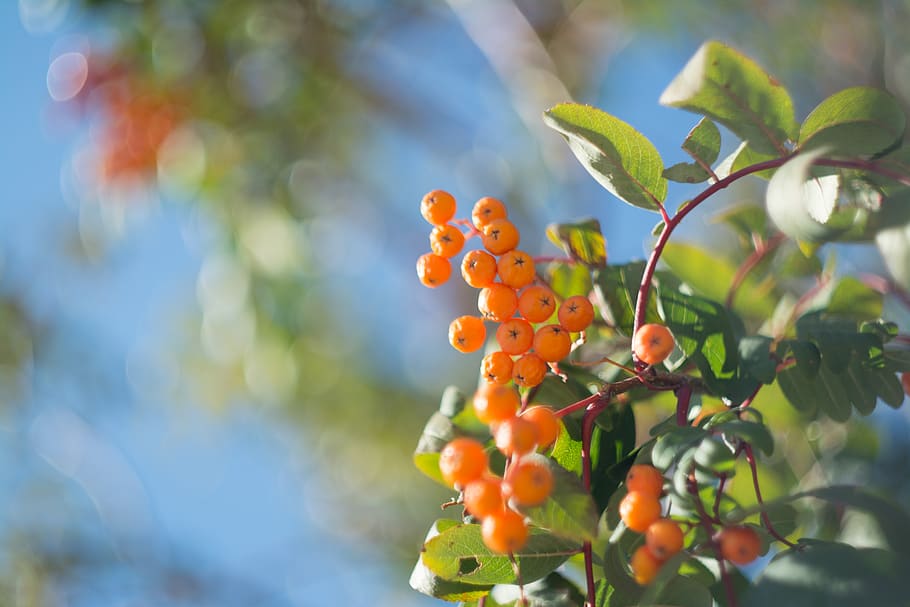 growth, plant, food, food and drink, fruit, leaf, healthy eating HD wallpaper