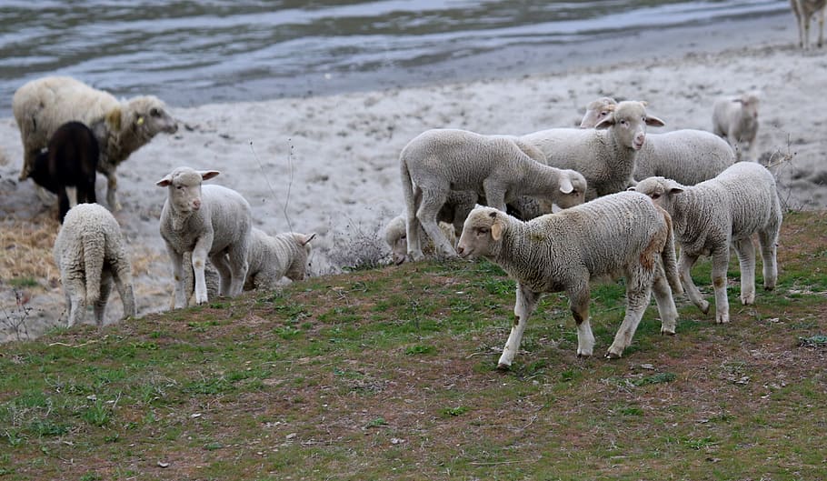 lamb, the flock, animals, wool, pasture, nature, mammalian HD wallpaper