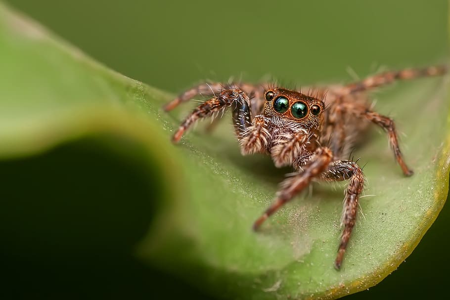 focus, jumping, spider, nature, wild, animal, insect, animal themes HD wallpaper
