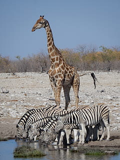 giraffe, zebra, africa, namibia, savannah, etosha national park HD wallpaper