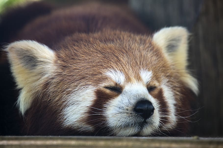 red panda bear, one animal, animal themes, mammal, animal wildlife HD wallpaper