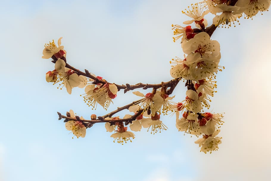 almond tree, flowers, spring, bloom, nature, blossom, pink HD wallpaper