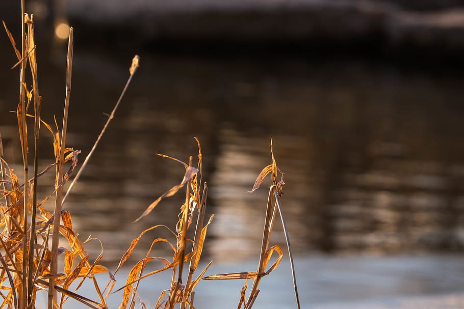 canada, toronto, pond, trees, forest, water, plants, winter HD wallpaper