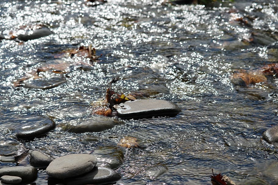 river, water, animal themes, animal wildlife, animals in the wild HD wallpaper