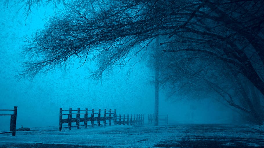 Wooden Fence Under Leafless Tree, cold, dark, eerie, fear, fog, HD wallpaper