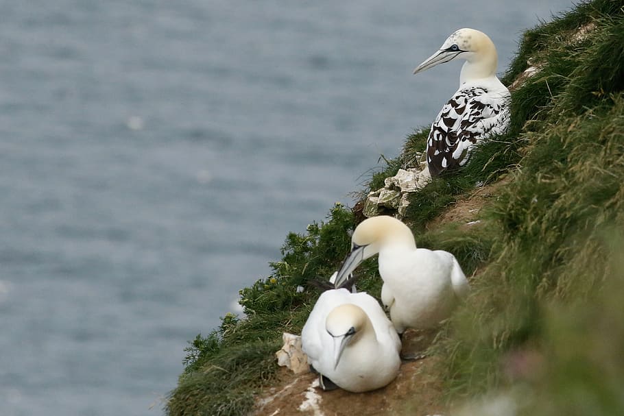 three birds on grass field, animal, animal wildlife, animals in the wild HD wallpaper