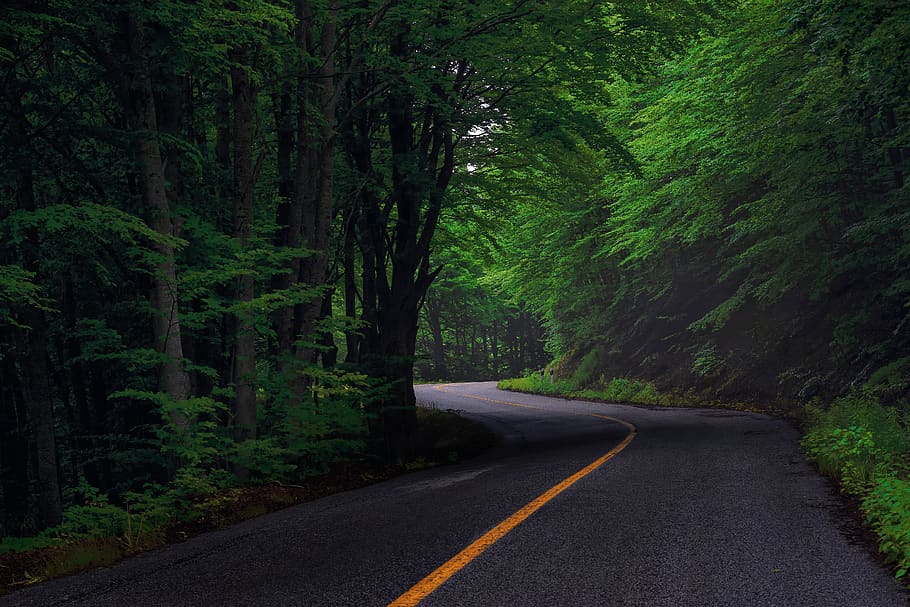 Road in a forest, forest, green 1366x768, road, HD wallpaper