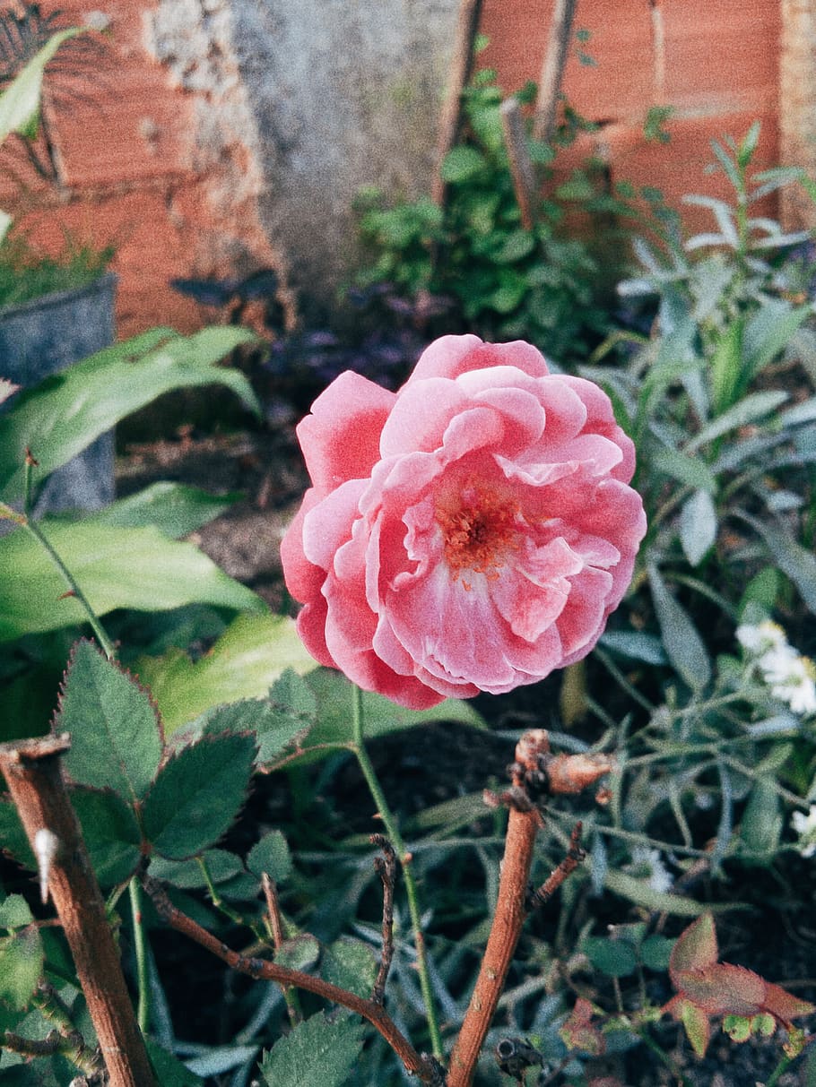 flower, flor, flores, plant, flowering plant, beauty in nature HD wallpaper
