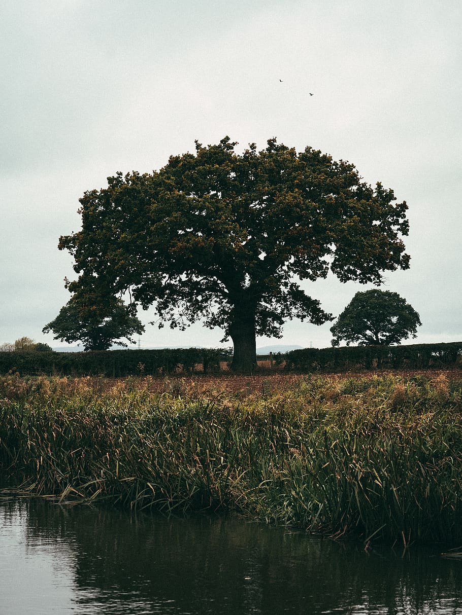 tree, trees, autumn, fall, adventure, canal, nature, green HD wallpaper