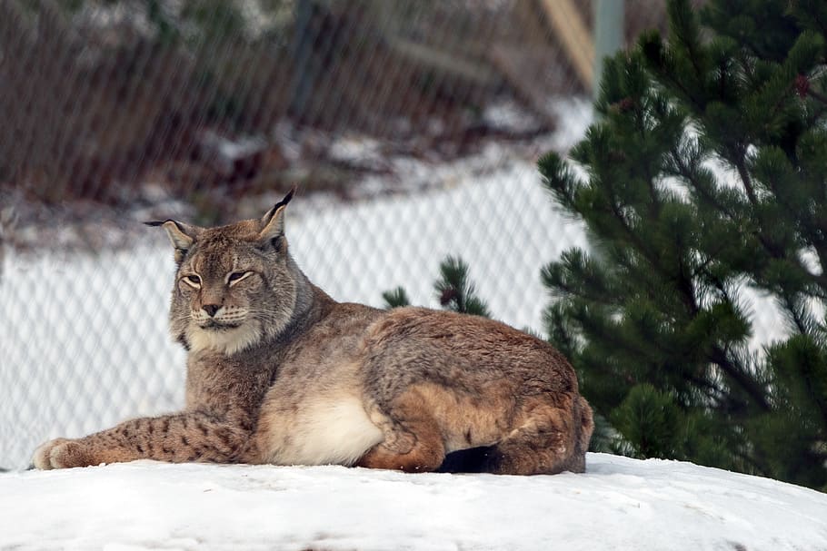 lynx, wildcat, predator, animal, big cat, carnivores, nature HD wallpaper