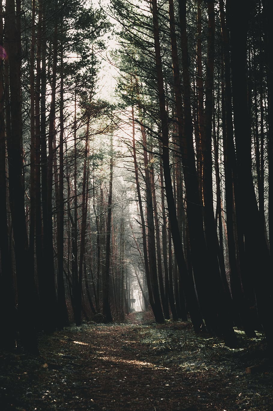 forest during daytime, tree, plant, land, woodland, tranquility HD wallpaper