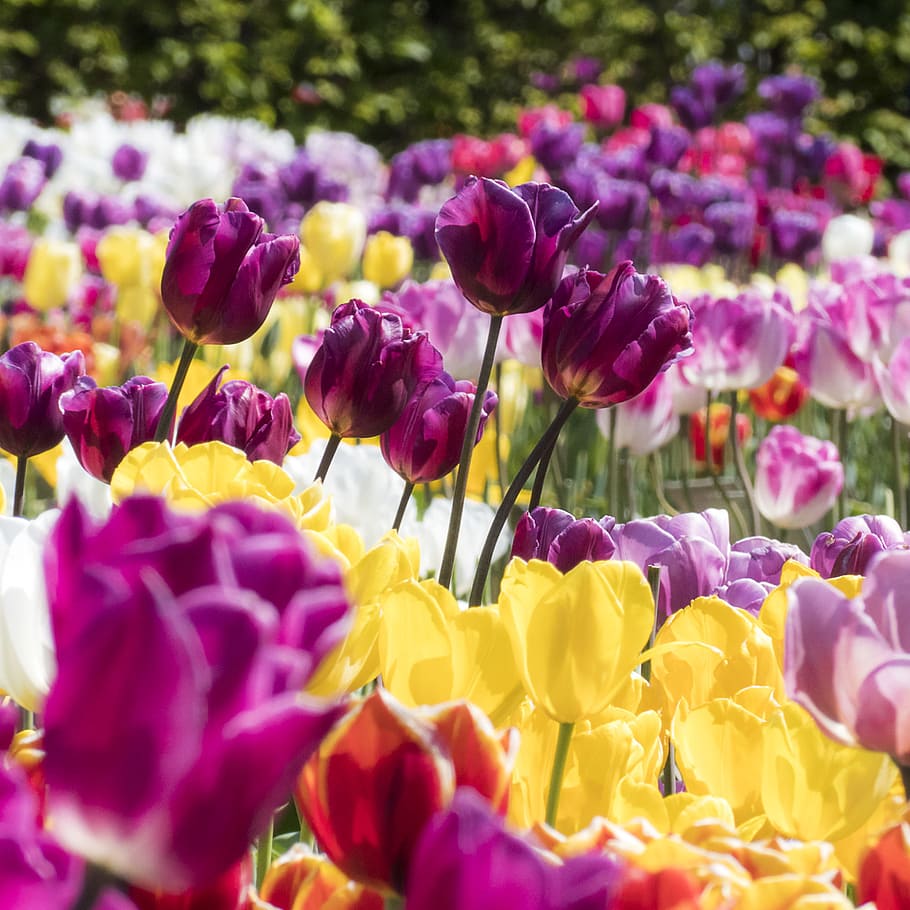 Bed of Assorted-color Flowers, blooming, bright, bulb, depth of field HD wallpaper