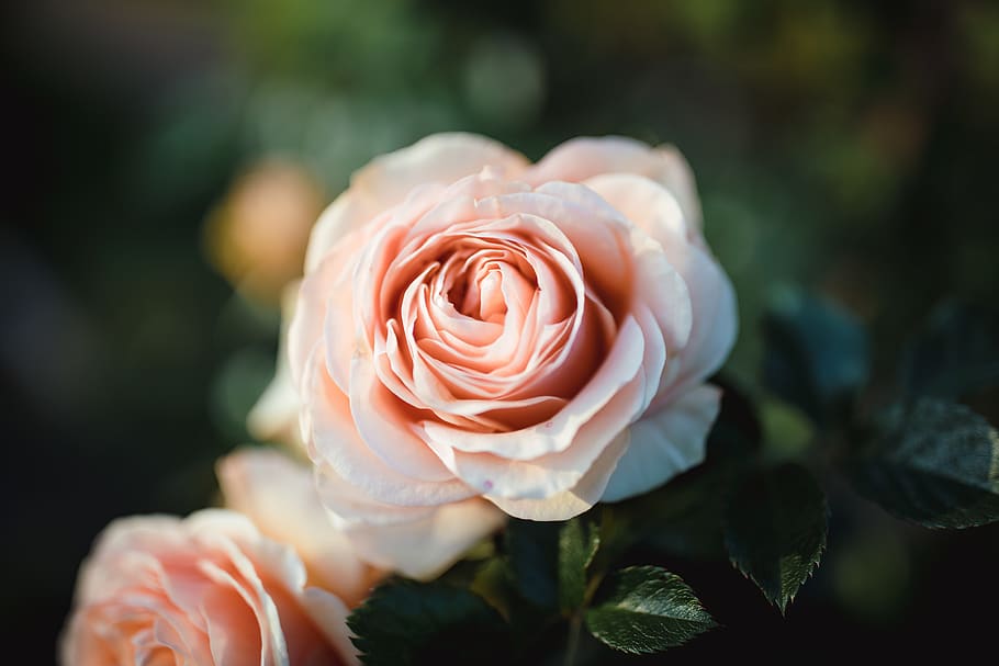 pink rose in bloom, flower, blossom, plant, petal, geranium, bud HD wallpaper