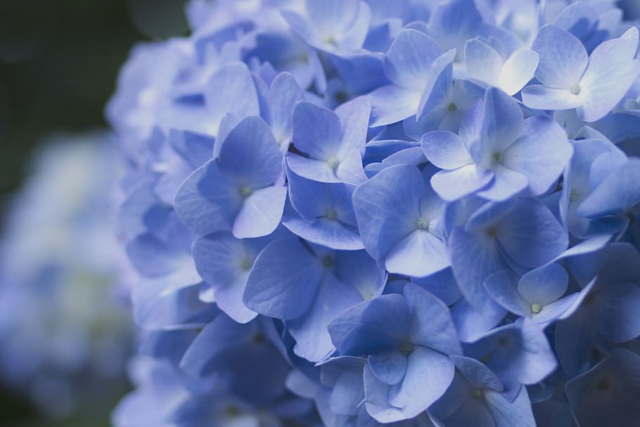 flowering plant, beauty in nature, fragility, vulnerability HD wallpaper