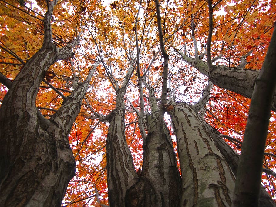 fall, leaves, trees, looking up, sky, autumn, plant, trunk HD wallpaper
