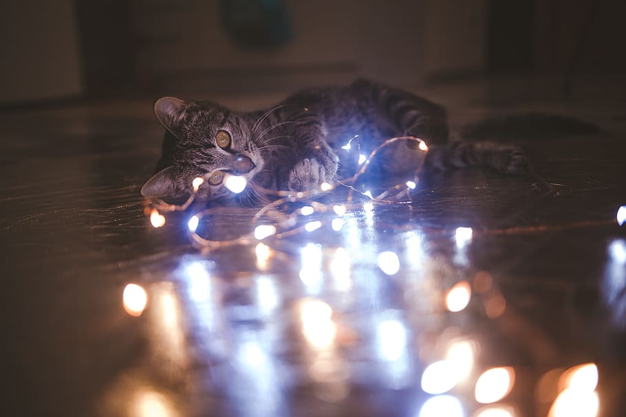lighting, cat, pet, mammal, animal, candle, christmas lights HD wallpaper