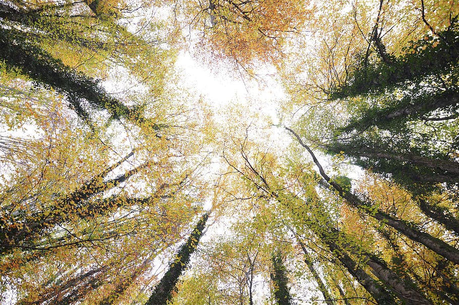 forest, autumn, glade, wide angle, trees, color, tree trunks HD wallpaper