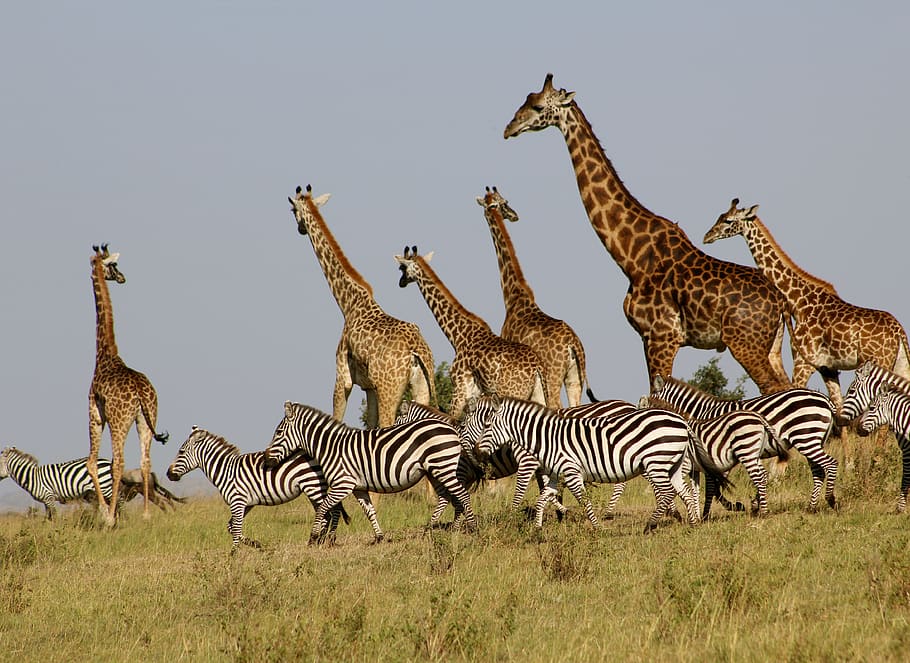 group of giraffes and zebras, mammal, wildlife, animal, outdoors, HD wallpaper