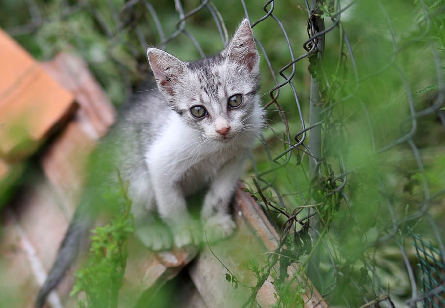 cat, gray, nice, curiosity, feline, animals, domestic, domestic cat HD wallpaper