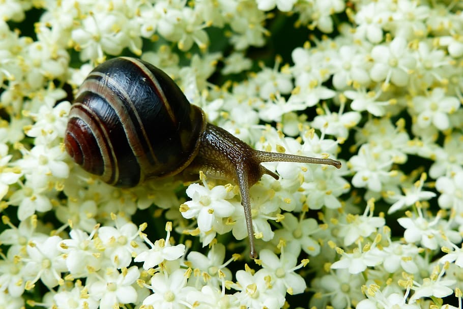 animals, invertebrates, molluscs, at the court of, nature, snail, HD wallpaper