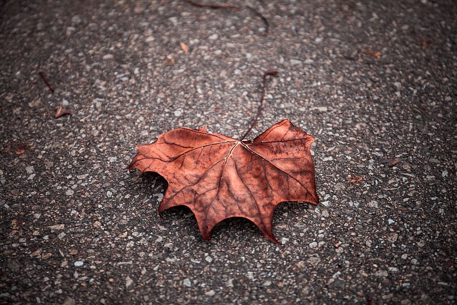leaf, fall, leaves, autumn, season, red, brown, wander, rural HD wallpaper