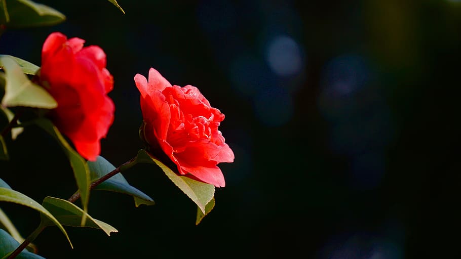 flower, beauty in nature, flowering plant, freshness, petal HD wallpaper